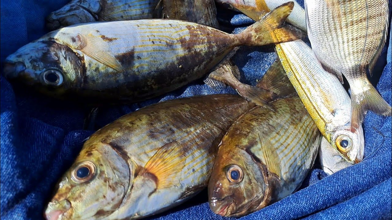 اسرار صيد الأسماك، في البحر الصافي ،جزيرة ميامي #هاوي_صيد