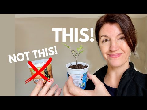 STARTING SEEDS INDOORS & What Works EVERY Time!