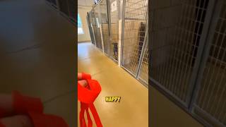 He knew what was about to happen😍🤗 Dog Adoption #shortsfeed #dogs