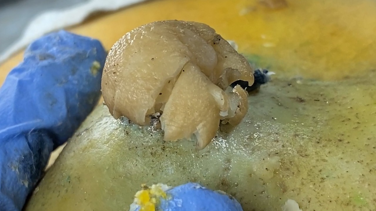 𝑭𝒂𝒄𝒊𝒂𝒍 𝑪𝒍𝒆𝒂𝒏𝒔𝒊𝒏𝒈 𝑭𝒂𝒄𝒆𝒐𝒇𝒇 𝑴𝒊𝒄𝒆𝒍𝒍𝒂𝒓 𝑾𝒂𝒕𝒆𝒓 𝒗𝒔 𝑪𝒍𝒆𝒂𝒏𝒔𝒊𝒏𝒈 𝑶𝒊𝒍 𝒇𝒐𝒓 𝑰𝒏𝒏𝒆𝒓 𝑷𝒆𝒂𝒄𝒆 7859