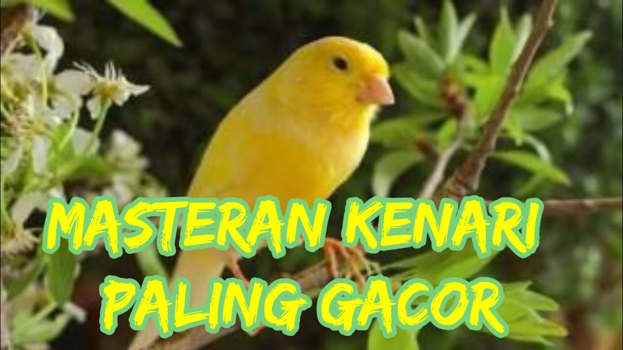 MASTERAN BURUNG KENARI PALING JITU 
