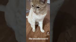 Phin, the sweetest little monkey🐈💞 #cat #catvideos #fyp #foryoupage #kitten