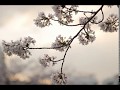 【語り継ぐこと / 元ちとせ】カバー
