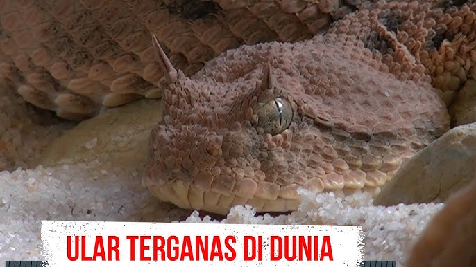 Shafqatsiz ona va ogil porno video