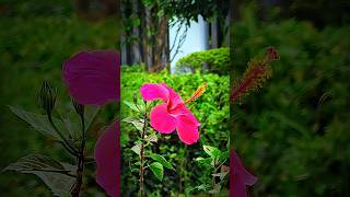How to click flower photography tips and tricks 🌺📸 #shorts #flowers #photography #nature #tips