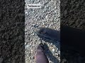 Большой #таймень!