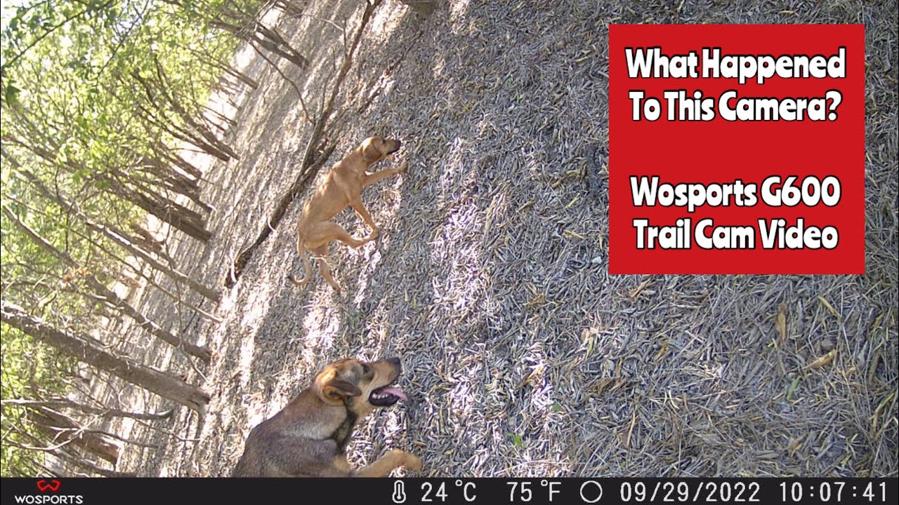 Wosports G600 Trail Cam Video Sept. 22 Oct. 2, 2022 YouTube