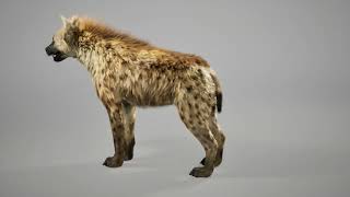 Hyena turntable Unreal Engine