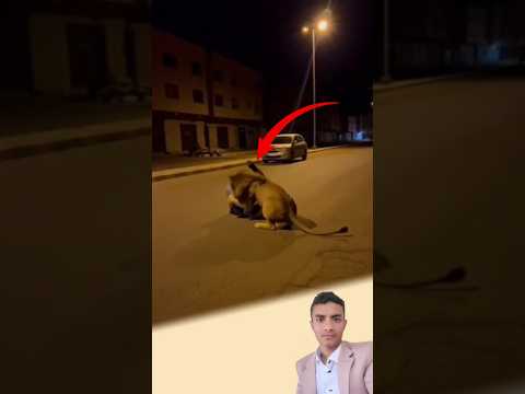 لم يسمع الرجل سوى زئير واحد ثم اندفع الأسد بقوة نحوه في هجوم خاطف اكسبلور لايك  