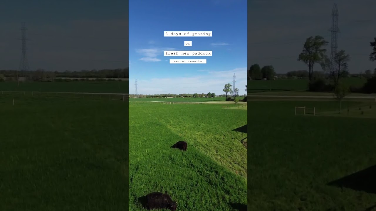 rotational grazing results after 2 days (aerial view) 😍😍😍 