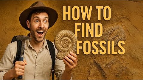 How to Find Fossils | The Ultimate Fossil Hunting Guide for Beginners