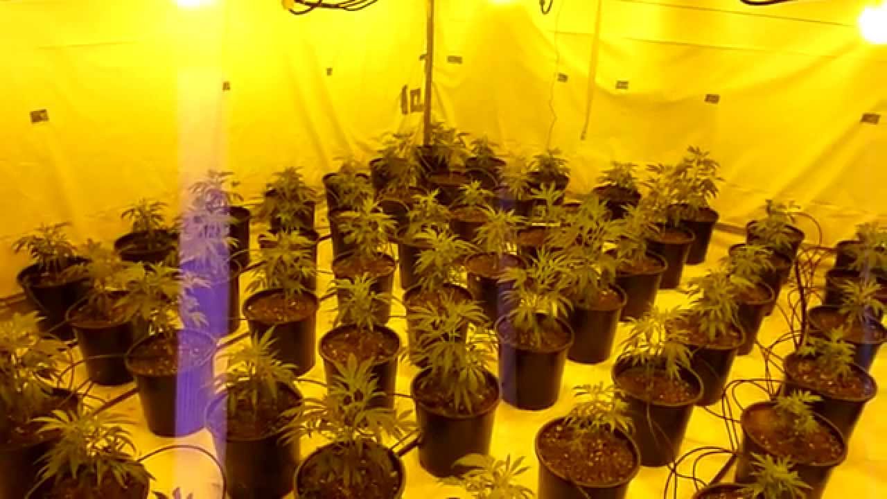 Multi strain pheno finder journal day 1