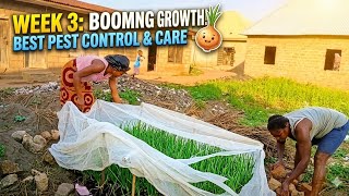 Week 3 onions seedlings update/insect control,nursery care and growth