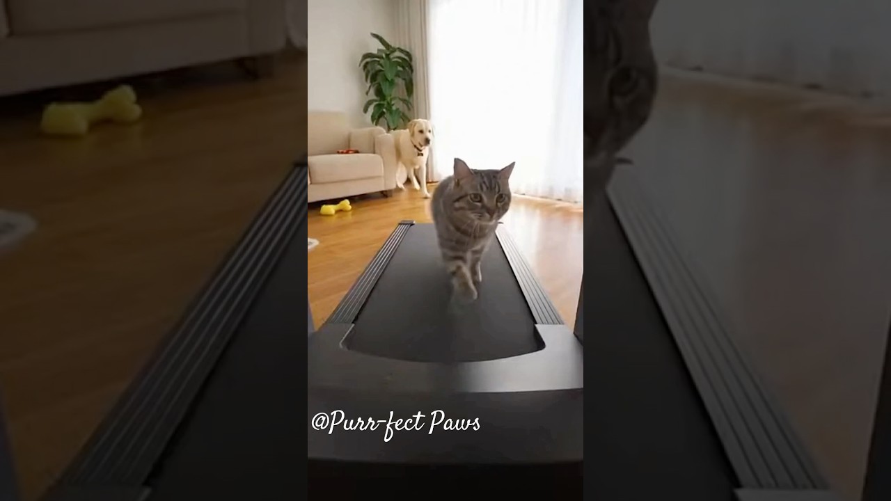 Cat riding on a treadmill!