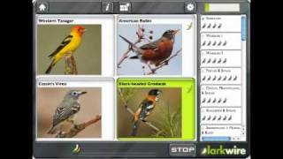 Learn Bird Sounds with Larkwire screenshot 5