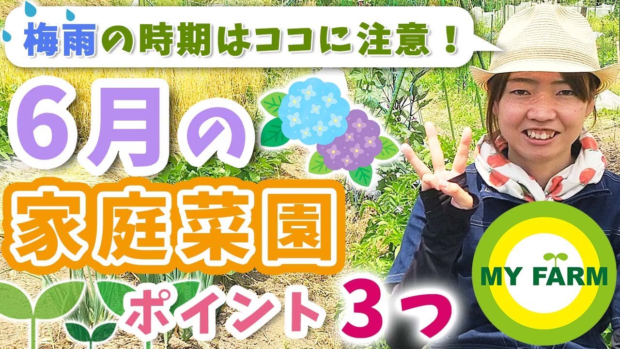 【6月家庭菜園】植えられる野菜＆梅雨の時期の注意ポイントを紹介します│かっちゃんの有機栽培ｺｰｻﾞ