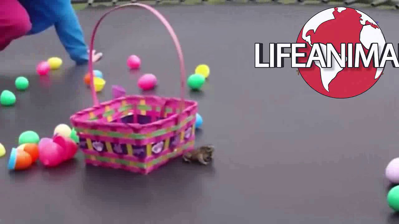 Best EASTER FAILS and Life Animals   You'll LAUGH all day long!