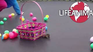 Best Easter Fails And Life Animals Youll Laugh All Day Long
