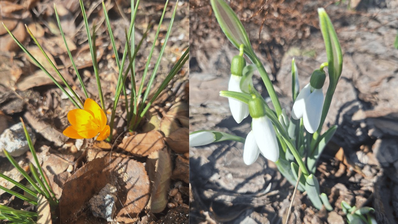 Останній день зими. Як виглядає сад.