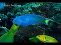 Moon Wrasse Thalassoma Lunare