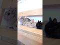 【ママとうさぎの赤ちゃん】ママと過ごせる時間も残りわずか!