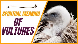 Vulture Spiritual Meaning and Interpretation