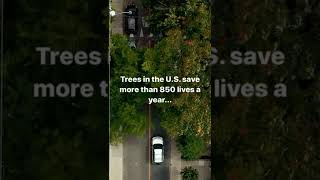 DYK: Trees Save Lives 🤯