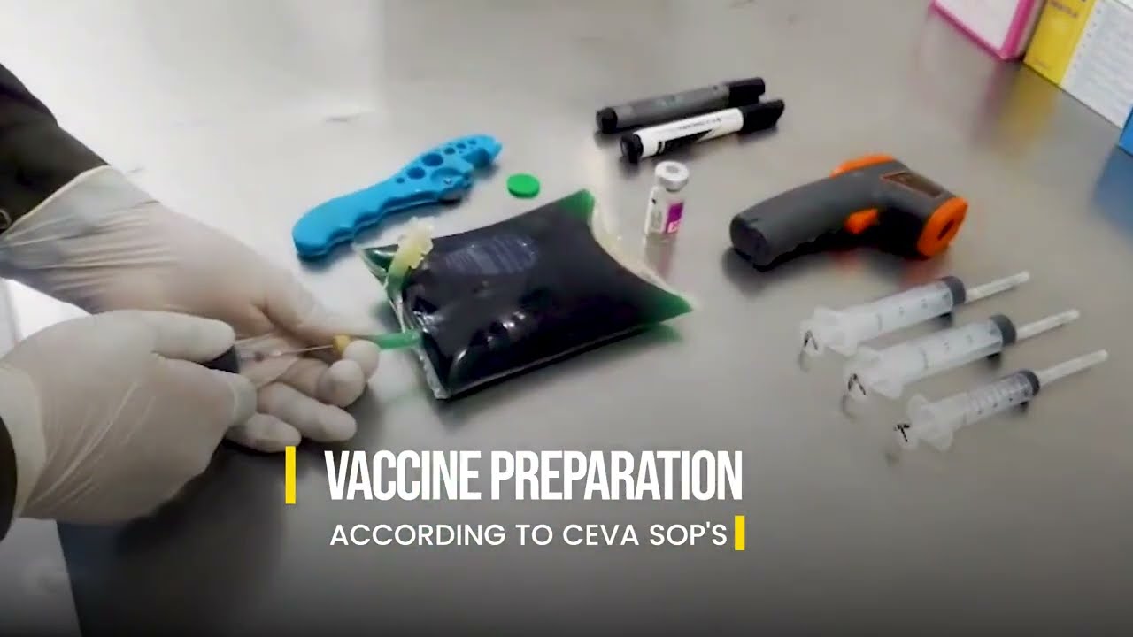 Professional Hatchery Vaccination Service in Pakistan | Marush VSE | CEVA SOP-Based Operations