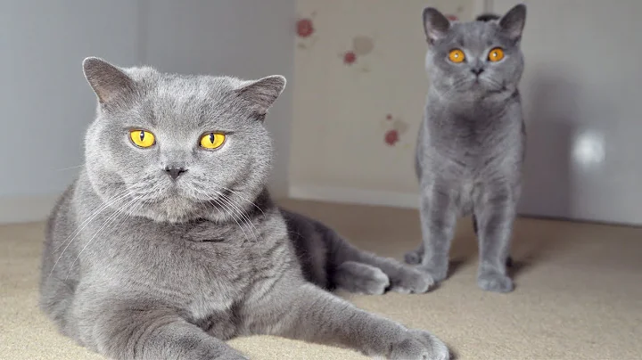 Video 785001: british shorthair cats living, brush british