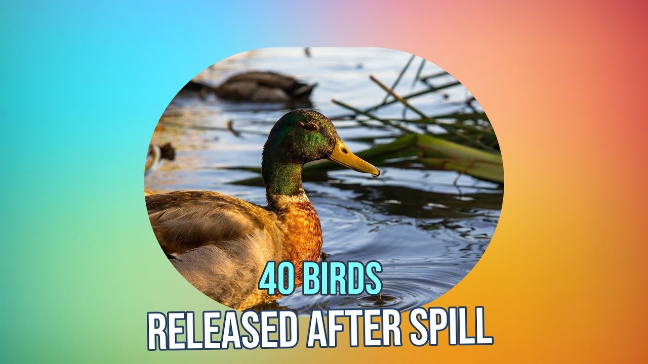 40 Birds Released After Devastating Muddy River Oil Spill Cleanup Efforts Pay Off