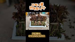 2025.5/2 품절입니다^^가죽(참죽)나물 판매시작합니다.#대구귀촌 #경북귀촌 #가죽나물  #참죽나물  #첫수확  #육동영희네  #제철나물  #귀농귀촌 #귀산촌