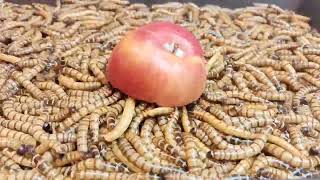 10,000 mealworms eat an apple. Mealworms vs APPLE. खाने के कीड़े सेब खाते हैं ।  टाइमलैप्स - प्रयोग