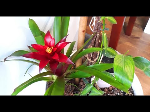 Video: Paghahalo Ng Guzmania (21 Mga Larawan): Mga Panuntunan Sa Pangangalaga Sa Bahay, Mga Tampok Na Bulaklak At Buong Paglalarawan Nito