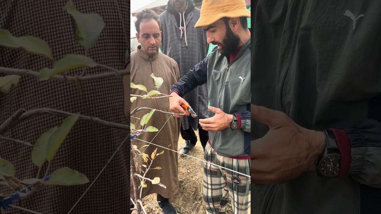 Extraordinary Training In Ist Year M9 Plant By a Farmer Himself.