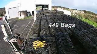 Oyster farming The Mighty Kaipara NZ 10.6.22