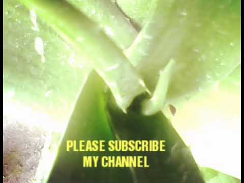 Videographer(an alovera  plant&rsquo;s)