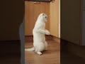 Хозяйка решила проверить, на что готов её кот ради вкусняшки. #cat #веселыекоты #funny