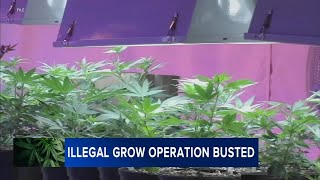 Celebrity 3 charged after multi-million dollar marijuana growing operation found in Atlantic County Wealth