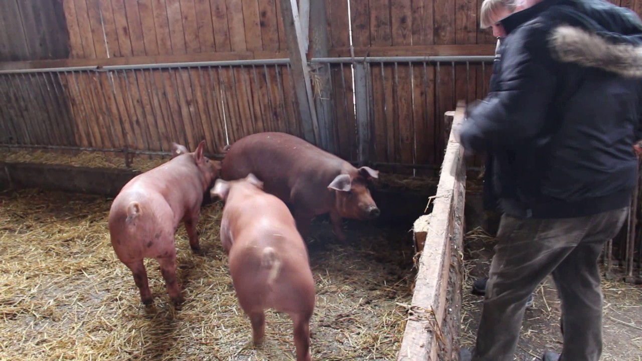 Duroc Schweine YouTube Duroc Schweine YouTube