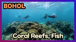 Scuba Diving Panglao Bohol - Coral Reefs, Fish, and Ocean Life