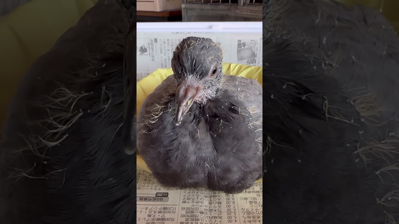 鳩⭐️開封時動画⭐️ X（旧Twitter）で話題のおもしろ画像や動画 - Yahoo!リアルタイム検索