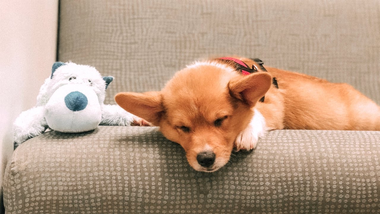 HE HAD TO GO TO THE VET!