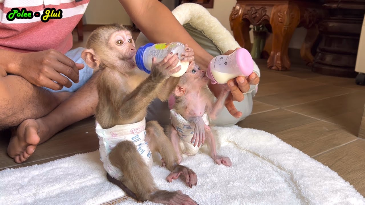 Absolutely Sweet And Cool, POLEE & JULIE Being Close To Dad.