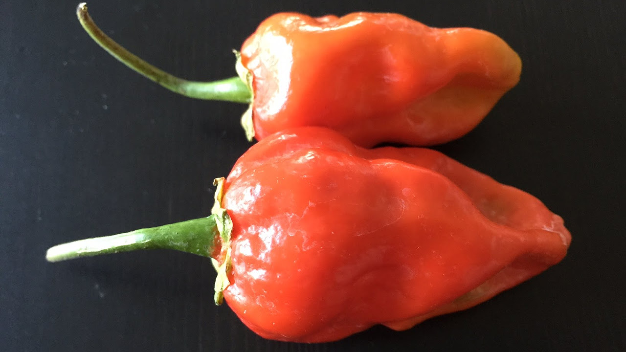 What's That Pepper Ep01 - 7 Pot Bubblegum Large - youtube