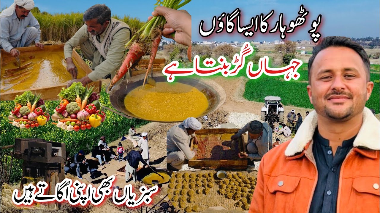 Pure Organic Village Farming In Potohar Village | Chemical-Free Vegetables & Traditional Gur Making
