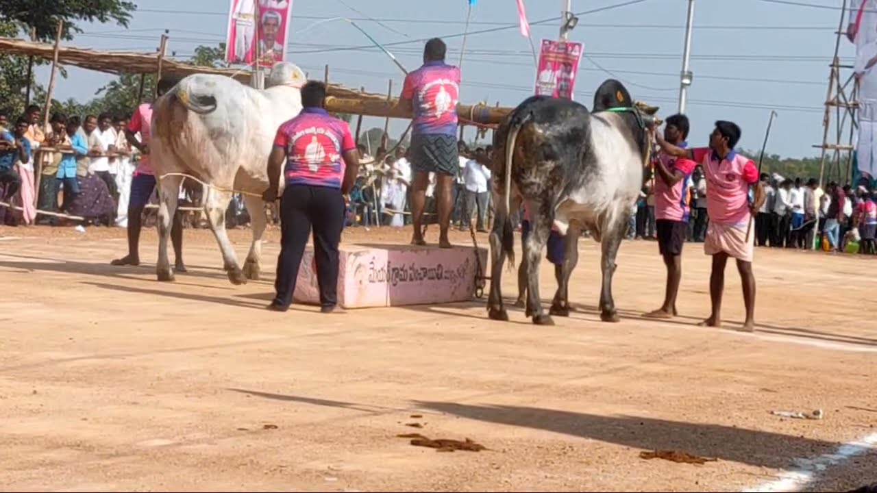 మల్లకల్ న్యూ కేటగిరీలో ప్రథమ విజేత 🏆 Y.P.R bulls + Black Tiger (ఉప్పరి సుందరప్ప)
