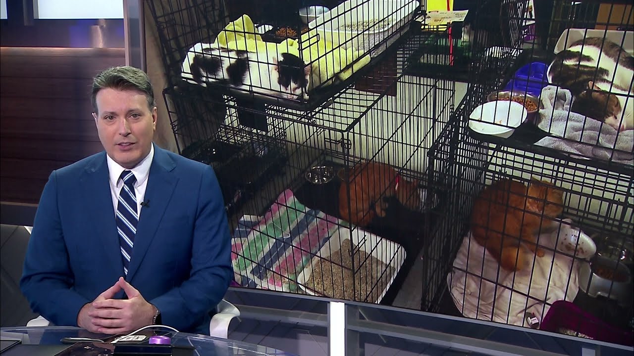 3 charged in massive cat hoarding case to make first court appearance Wednesday