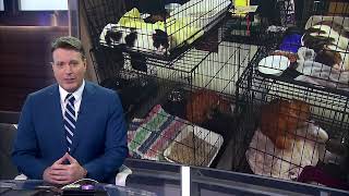 3 charged in massive cat hoarding case to make first court appearance Wednesday