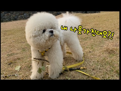 나뭇가지로 노는게 최고라는 강아지 A dog that says playing with branches is the best.