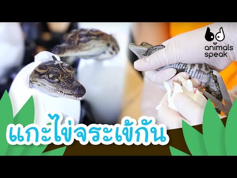 แกะไข่จระเข้กัน | Animals Speak [by Mahidol Kids]